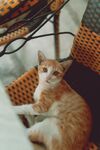 居家慵懒小橘猫