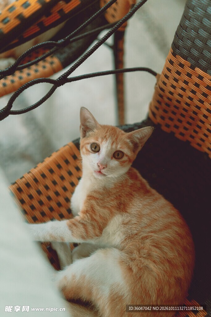 居家慵懒小橘猫