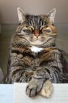 慵懒坐姿虎斑猫