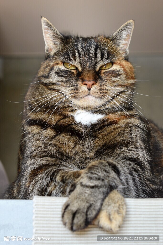 慵懒坐姿虎斑猫