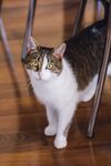 室内可爱小猫咪