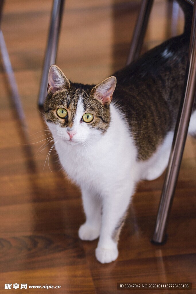 室内可爱小猫咪