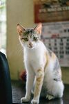 室内端坐的家猫