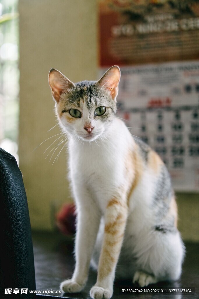 室内端坐的家猫