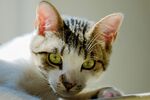 绿眼虎斑猫咪特写