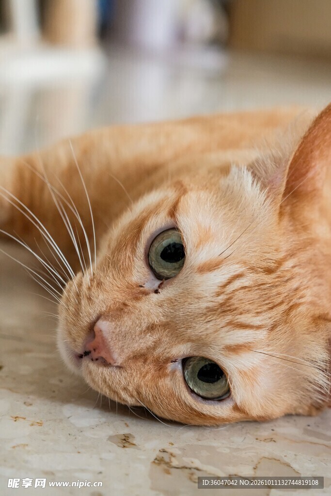 可爱橘猫特写