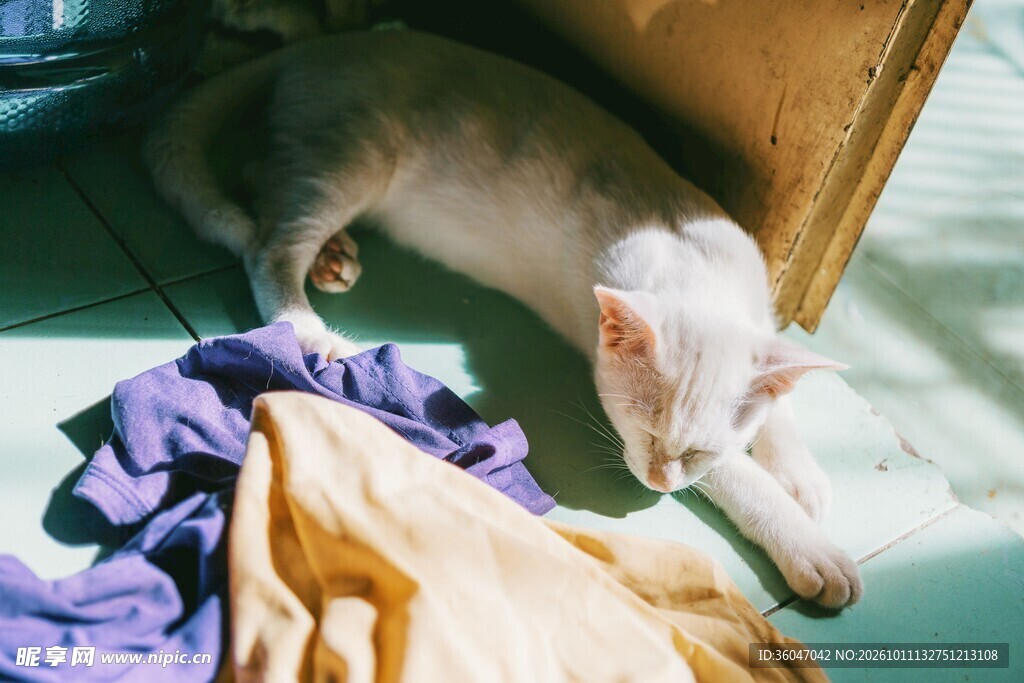 猫咪