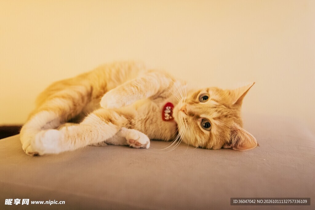 慵懒躺卧的小橘猫