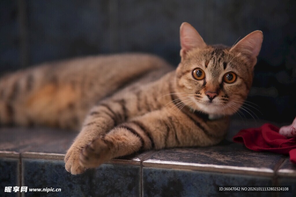 慵懒趴卧的虎斑猫咪