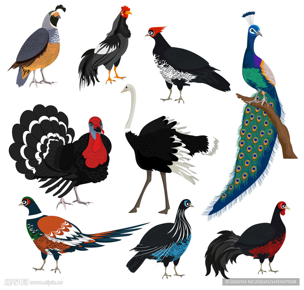 多种雉科鸟类插画合集