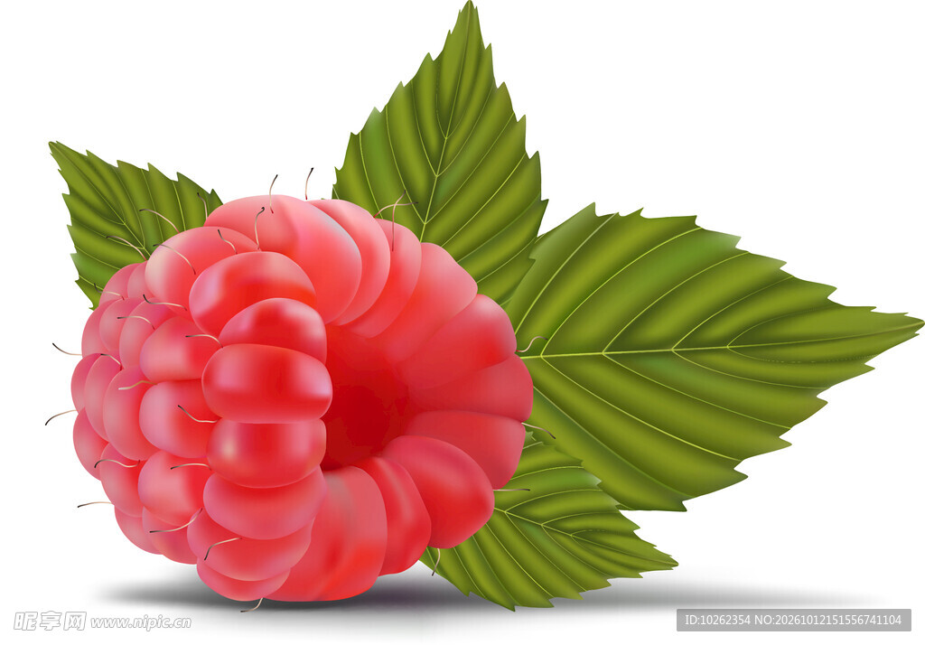 新鲜树莓带叶插画