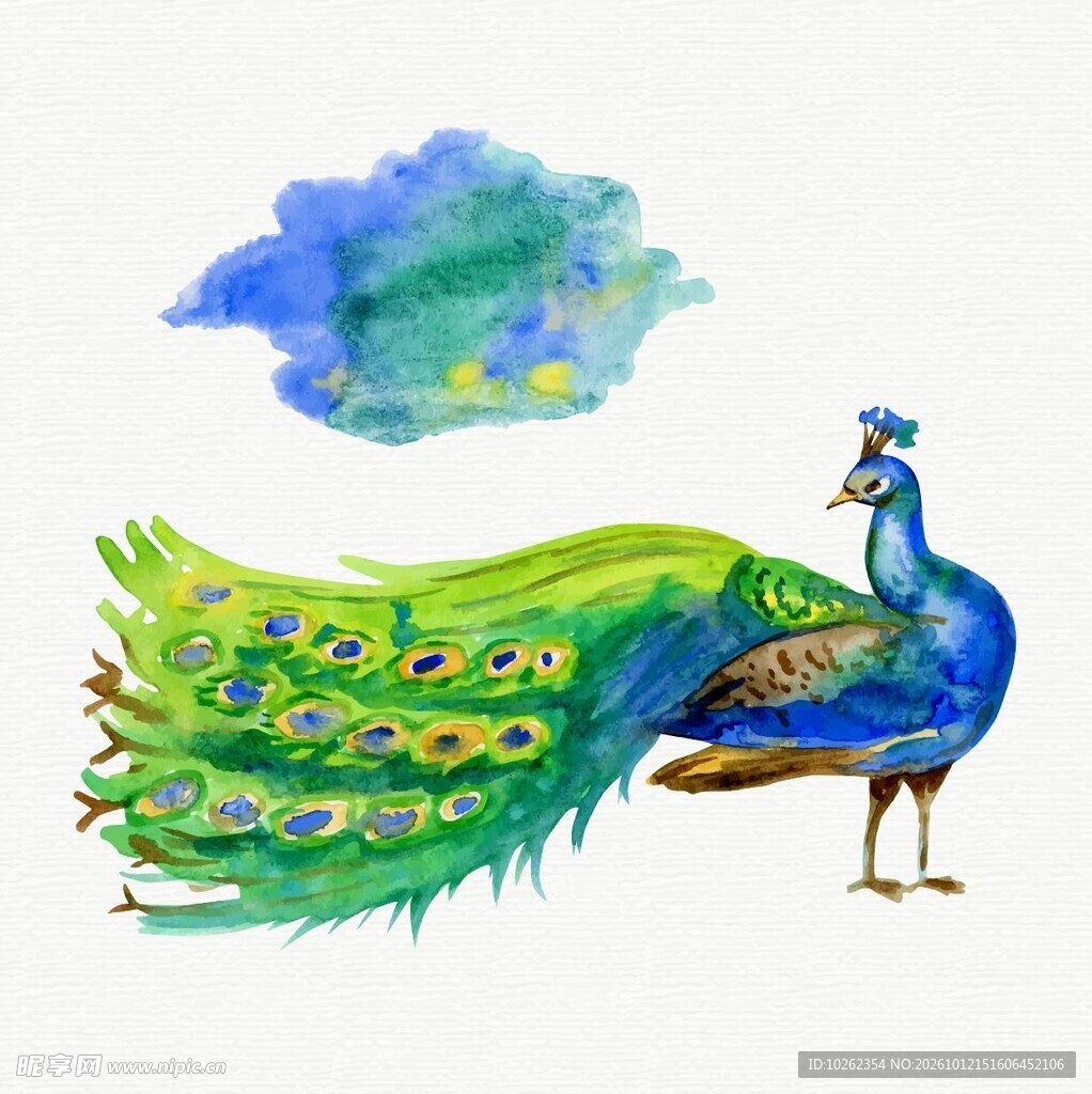 水彩手绘孔雀插画