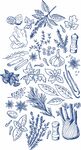 蓝调手绘草本香料合集