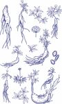 手绘人参线描图案