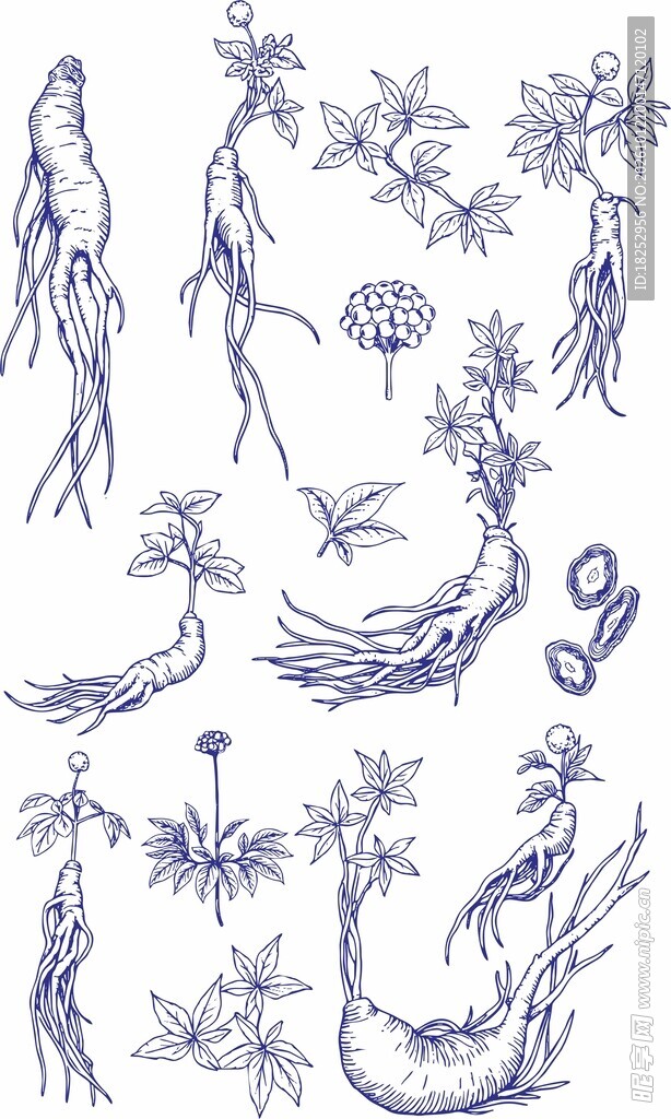 手绘人参线描图案