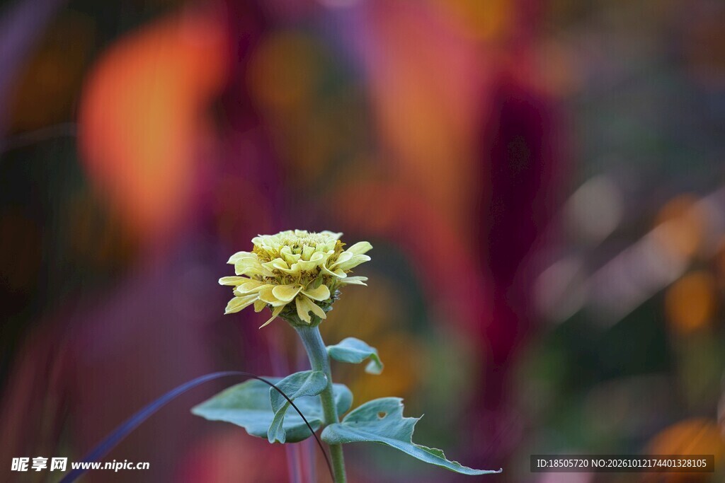 朦胧小黄花特写