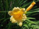 黄色萱草花特写