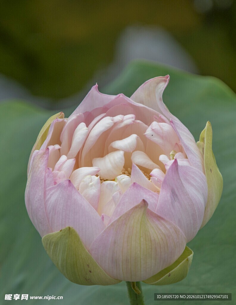 粉嫩荷花花苞特写