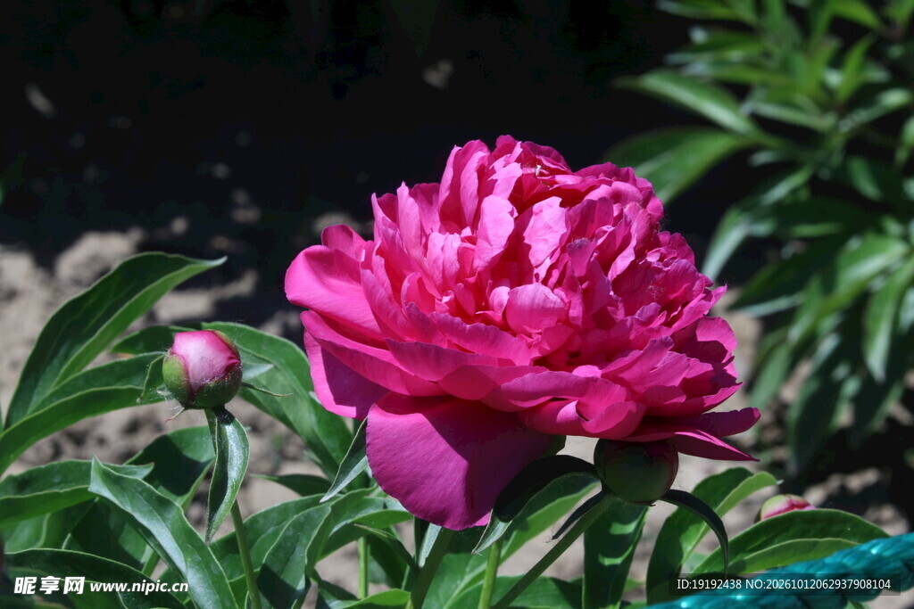 芍药花 