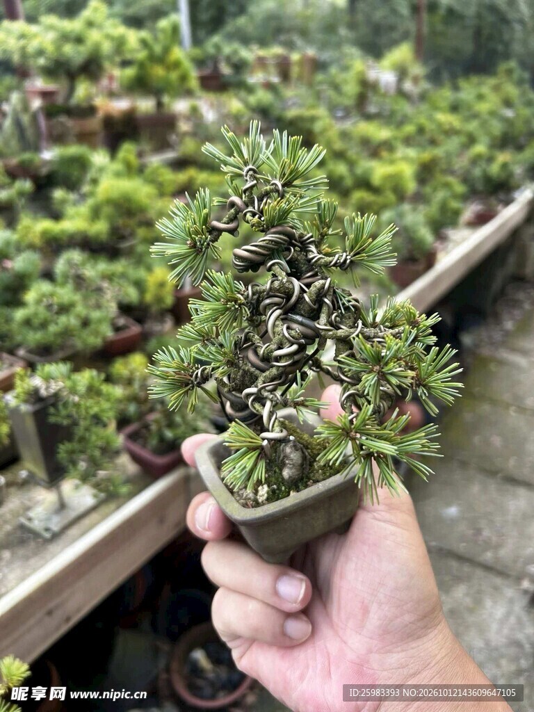 盆景