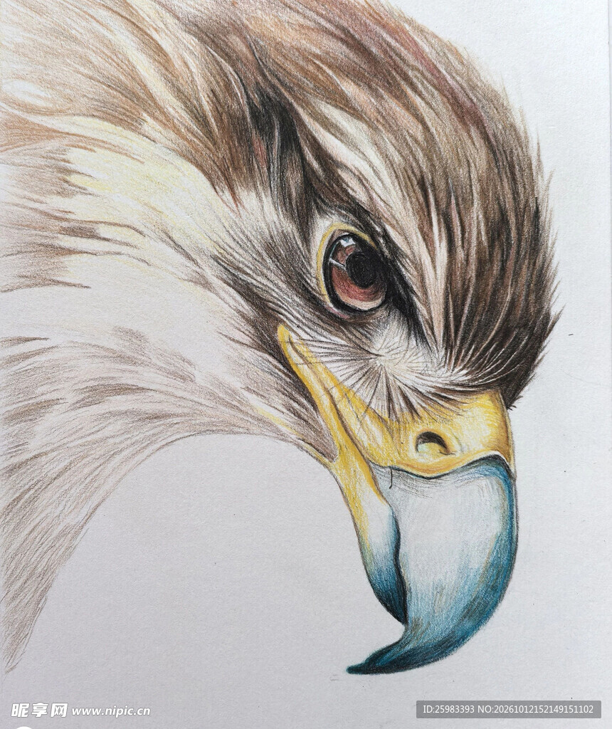 老鹰插画