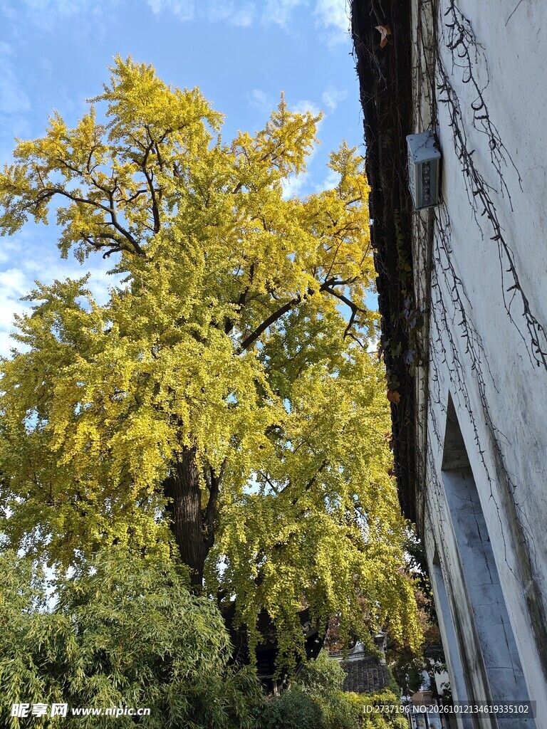 银杏树