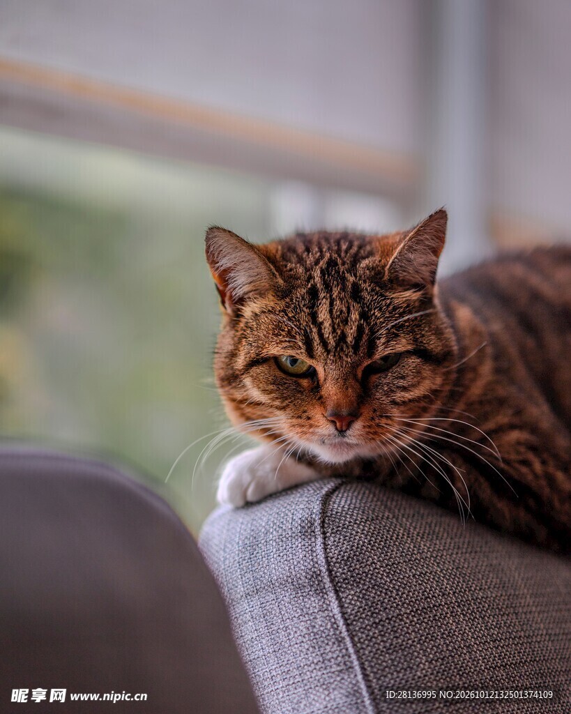 沙发上休憩的虎斑猫