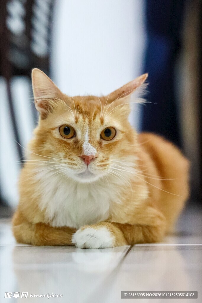 趴卧的可爱橘猫
