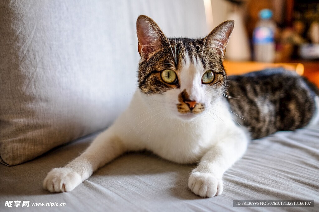 床上趴卧的可爱小猫