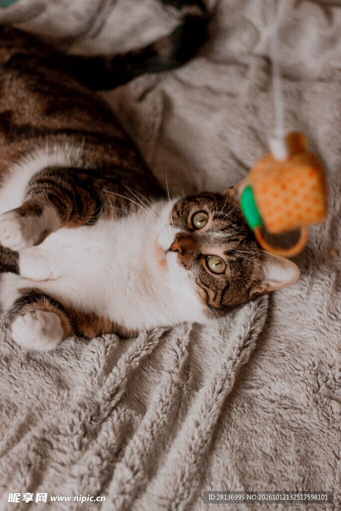 玩逗猫棒的小猫咪