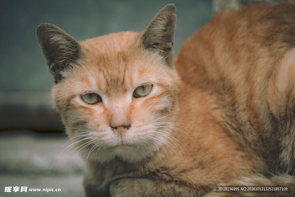 慵懒橘猫特写