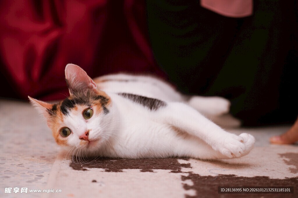 躺卧的可爱小猫咪