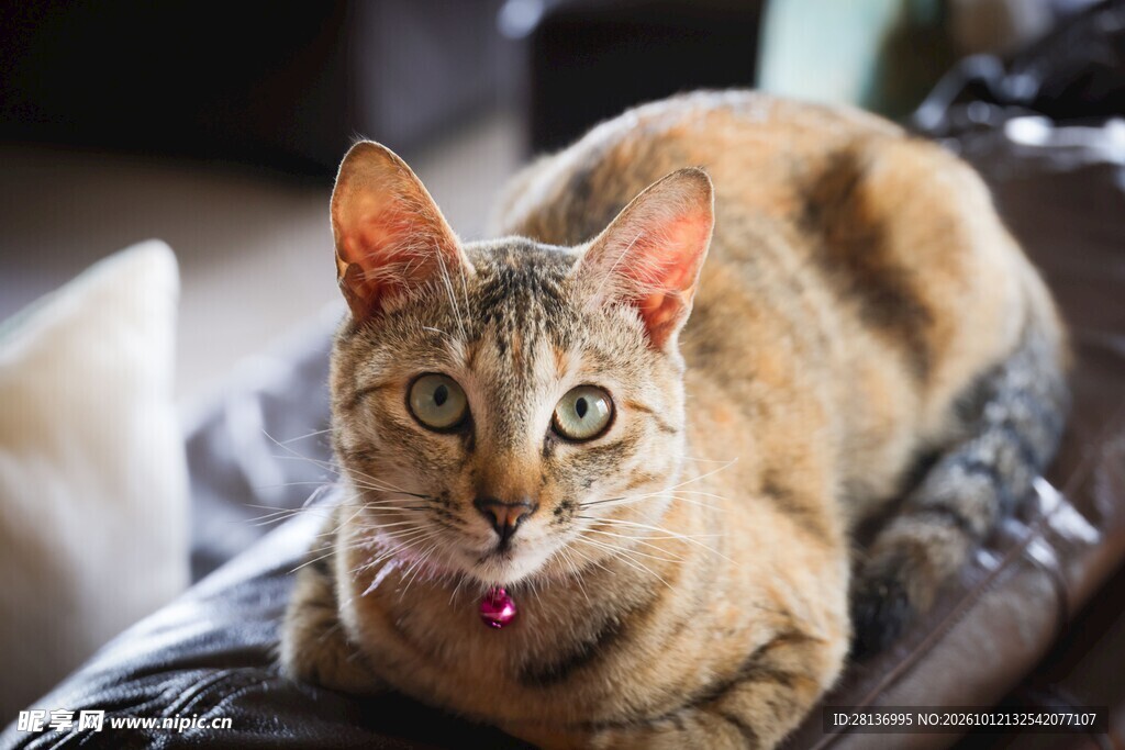沙发上的可爱虎斑猫