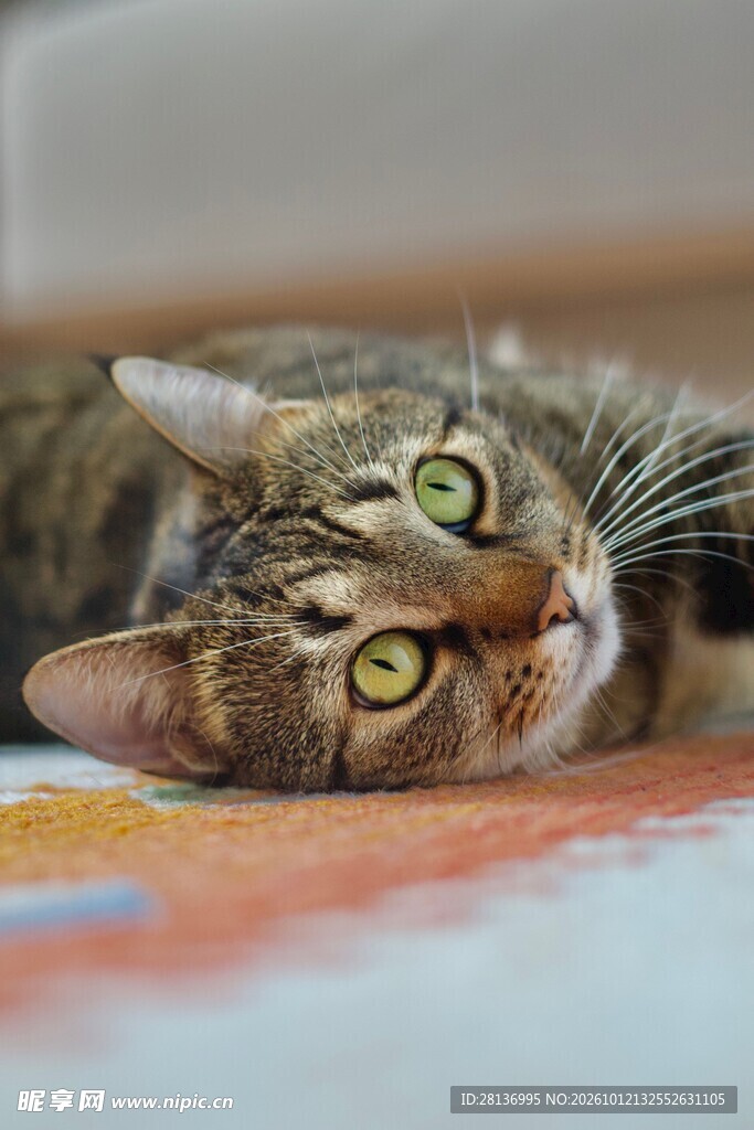 歪头躺卧的可爱虎斑猫