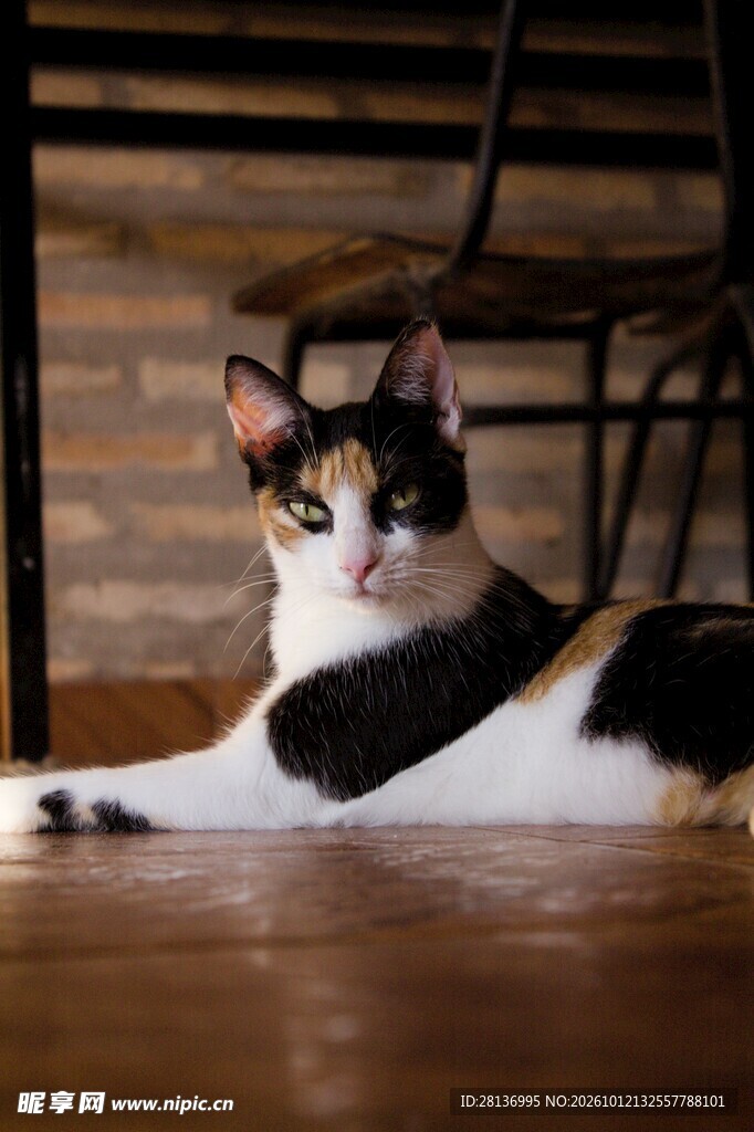 趴桌休憩的三花猫咪