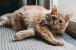 慵懒躺卧的橘猫