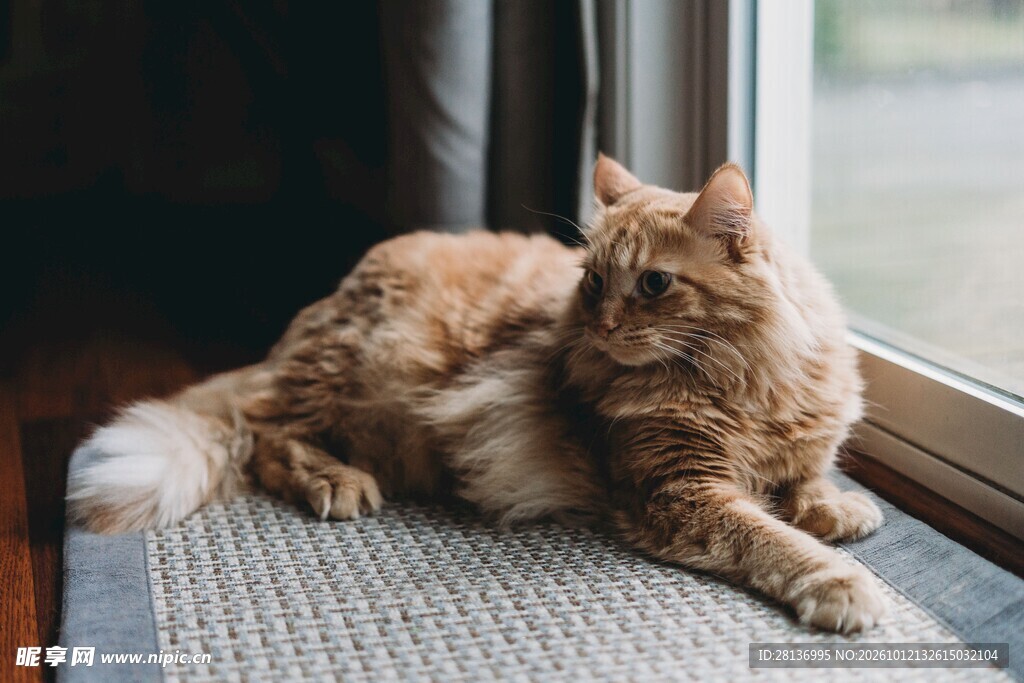 窗边慵懒的橘猫