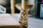 居家可爱虎斑猫