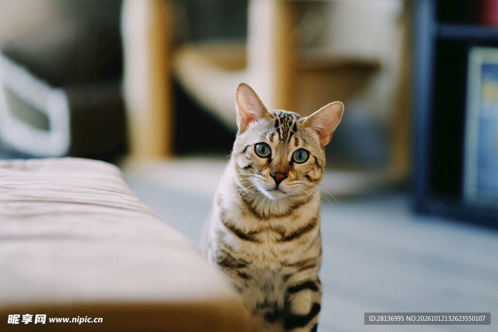 居家可爱虎斑猫
