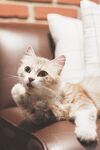 沙发上的可爱小猫咪