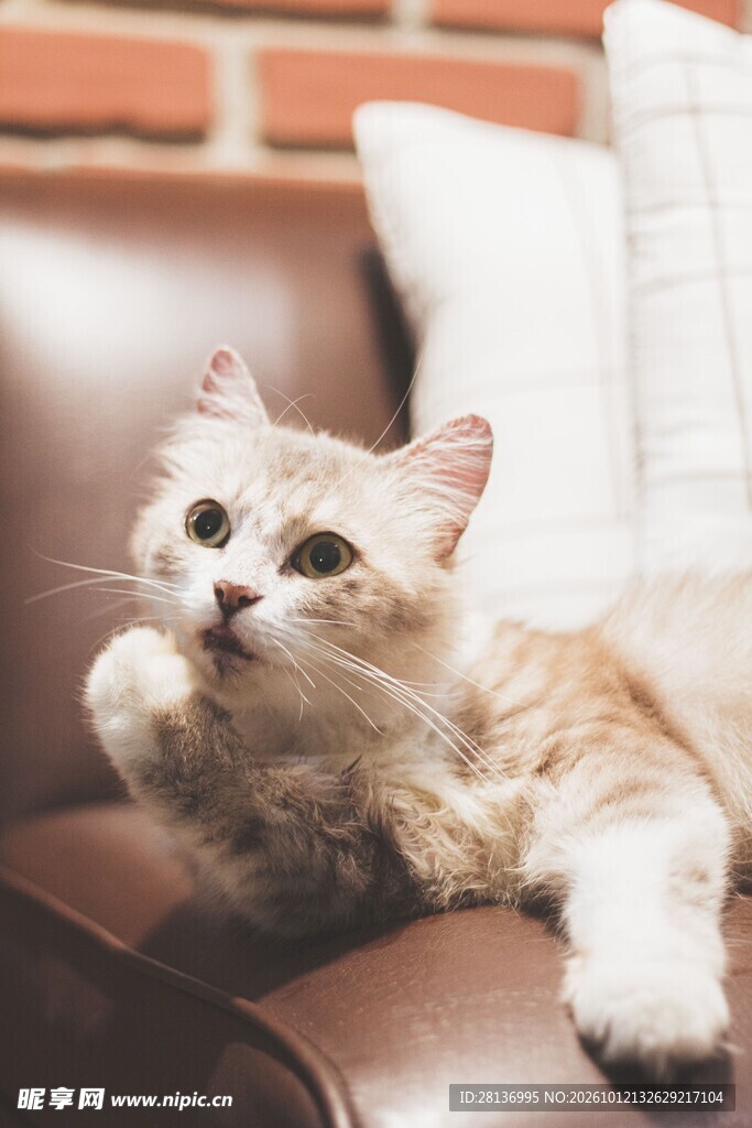 沙发上的可爱小猫咪