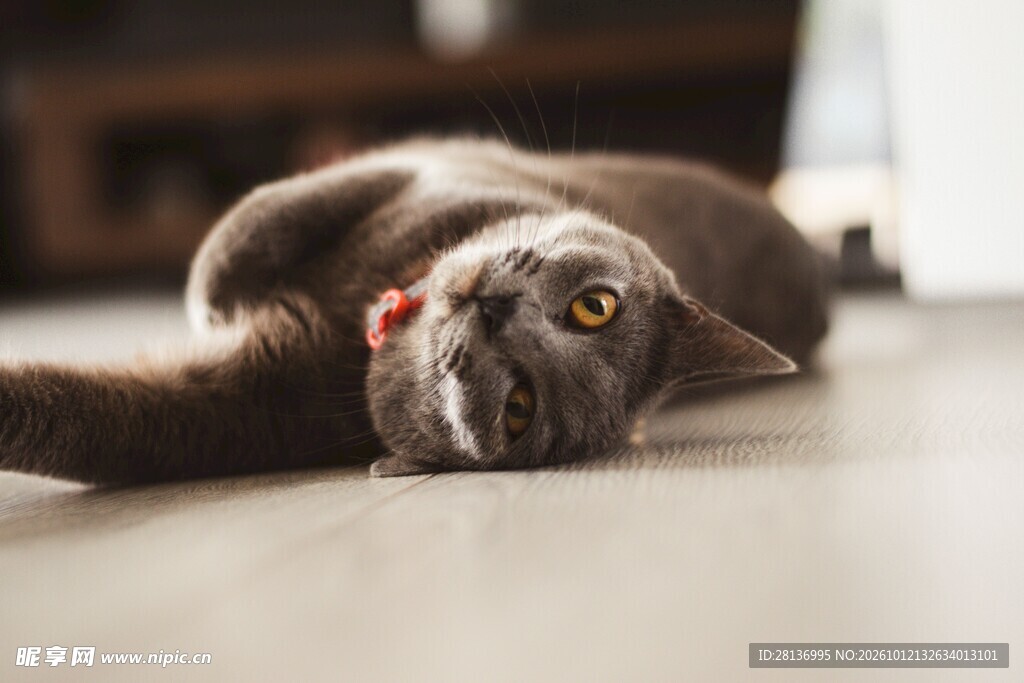 猫咪