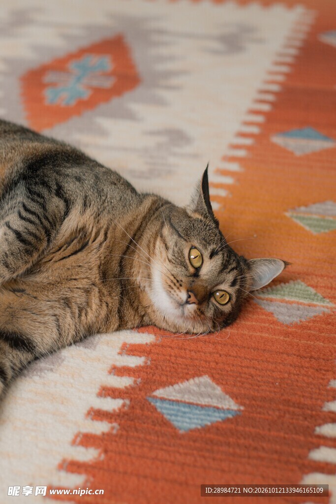 慵懒躺卧的虎斑猫