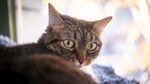 日光下的虎斑猫