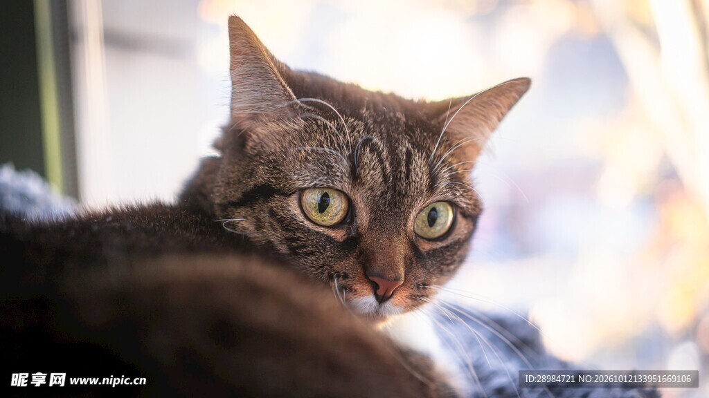 日光下的虎斑猫