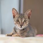 虎斑小猫正面特写