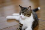 地板上眯眼休憩的小猫
