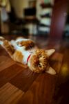 慵懒仰躺的小猫咪