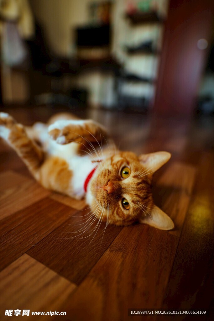 慵懒仰躺的小猫咪