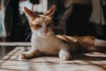 阳光下休憩的小猫